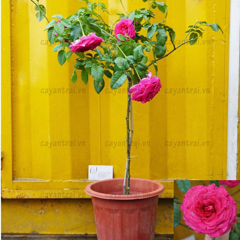 Hạt giống hồng thân gỗ F1 loại mix nhiều màu dễ trồng dễ chăm sóc kháng sâu bệnh [ Gói 50gram,100gram ,200gram]