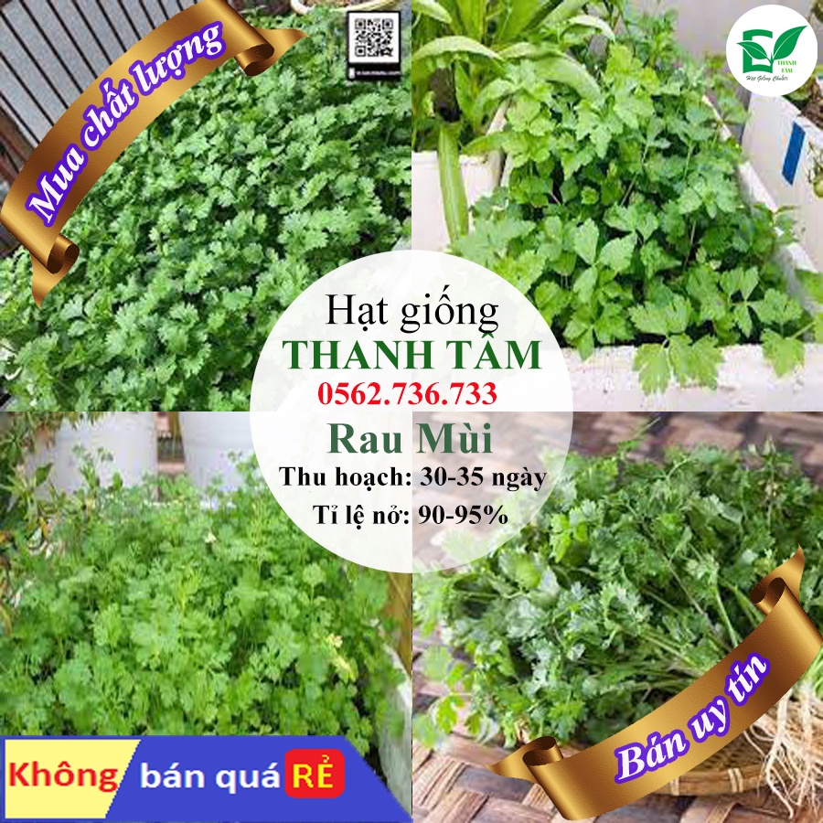 [ Bán chạy ] Hạt giống Rau Mùi-20g (tặng kèm 20 hạt Cải Kale Khủng Long)