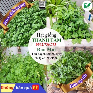 Hạt giống rau mùi-20g