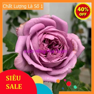 Hoa hồng ngoại tím Kinda Blue Rose Melinhrose97