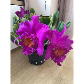 Cây hoa lan Cattleya Đại Tân (hàng lá)