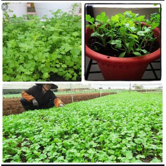 hạt giống rau mùi ta