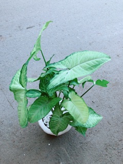 Chậu Trầu Bà Trắng
