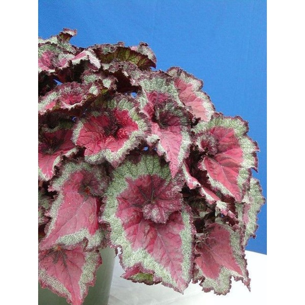 Chậu cứng Begonia Taurus