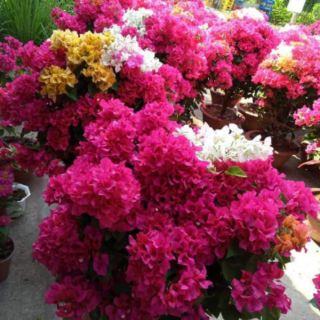 Giấy  màu siêu hoa