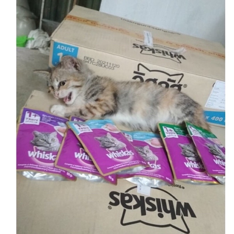 Pate Whiskas vị cá ngừ dành cho mèo lớn 80g