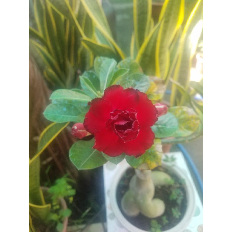 Cây hoa sứ thái kép đủ màu