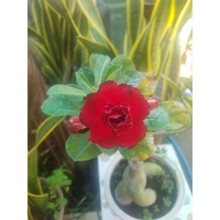 Cây hoa sứ thái kép đủ màu