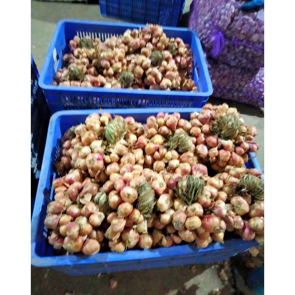 Tỏi tép to dễ bóc, thơm ngon chắc mẩy.