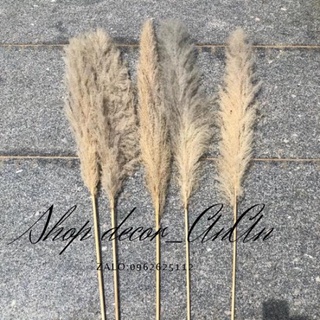 10 cành lau xù zie nhỏ(bông lau tự nhiên phơi khô decor trang tri)