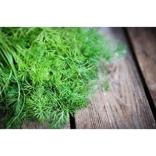 Hạt giống Thì là 5gr❤️FREESHIP XTRA❤️