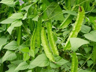 Hạt giống đậu rồng - 10gram