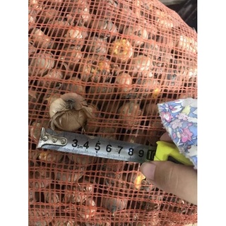 CỦ GIỐNG HOA LAY ƠN HÀ LAN