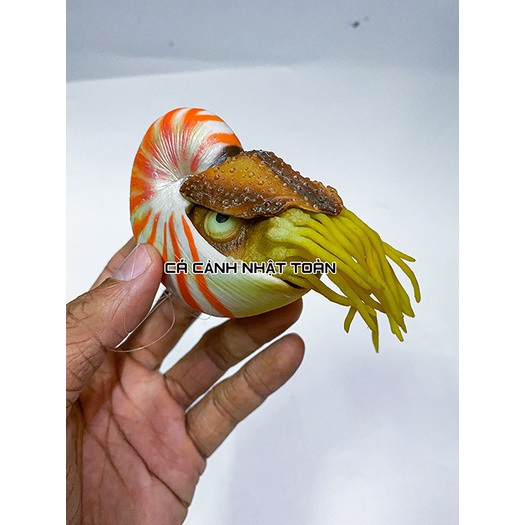 ÓC SÊN HÍT ĐÁY NỔI TRANG TRÍ BỂ CÁ CẢNH DÀI 9CM