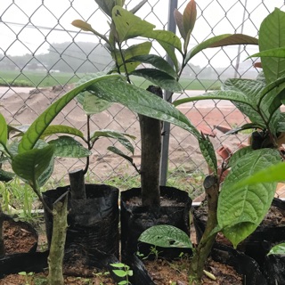 Trà hoa vàng cây nhỡ