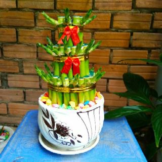 Phát Tài Búp Sen (Bao gồm chậu )
