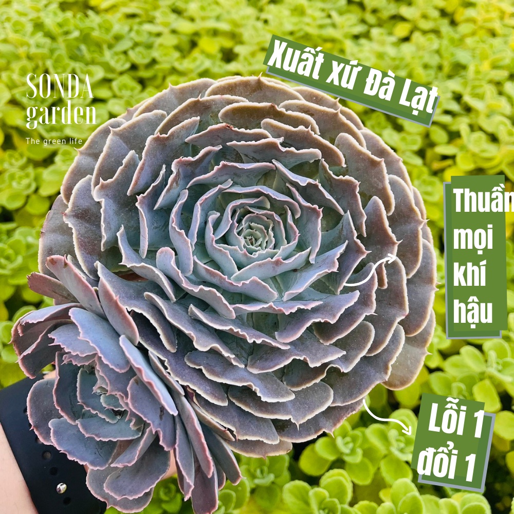 Sen đá bắp cải light purple SONDA GARDEN size khổng lồ 13-15cm, xuất xứ Đà Lạt, khoẻ đẹp, lỗi 1 đổi 1