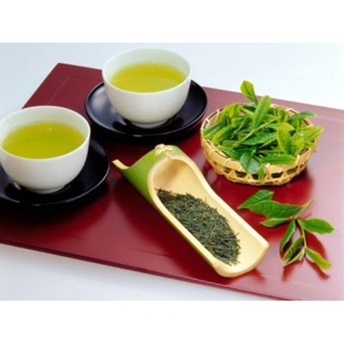 Cây trà xanh - chè xanh thái nguyên - THẾ GIỚI HOA CÂY CẢNH - cao 15cm.