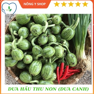 Gói 2g - túi zip 4 hạt - Giống Dưa hấu thu non (Dưa canh) Rạng Đông Rado 701