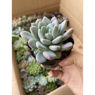 sen đá cúc xoáy 🌵 hư 1 đổi 1