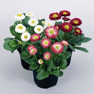 Hạt giống hoa Cúc Bellis
