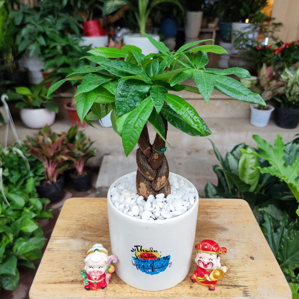 Kim ngân xoắn để bàn kèm chậu sứ trắng ,cây hút lộc phát tài phong thủy để bàn cao 30-35cm( XOẮN TO ĐỂ BÀN )