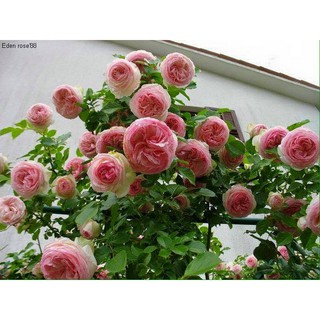 Hạt giống hoa Hồng leo Pháp nhiều màu