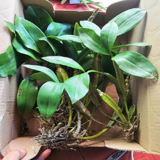 Hoa lan kiều vuông( cây đẹp,tết cho hoa)+ 700g phân thỏ hữu cơ