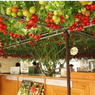 Hạt giống Cà chua bạch tuộc leo giàn 10 hạt (TẶNG gói kích thích hỗ trợ hạt nảy mầm)