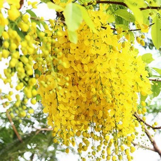 cây muồng hoàng yến cao 60_80cm