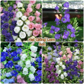 HẠT GIỐNG HOA CHUÔNG ( Đủ Màu ) - Loài Hoa Đáng Yêu, Nhiều Người Lựa Chọn.