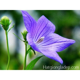 Hạt Giống Hoa Cát Cánh