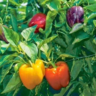 hạt giống ớt chuông mix