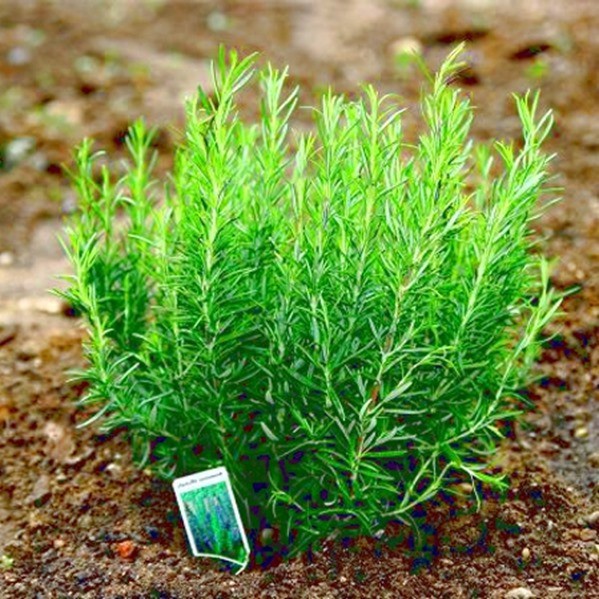 Hạt giống cỏ hương thảo giống F1 (rosemary) giống khỏe, nảy mầm nhanh