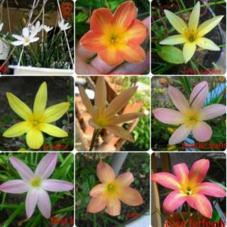 60 củ baby Hoa tóc tiên - hoa huệ mưa các loại sổ xố