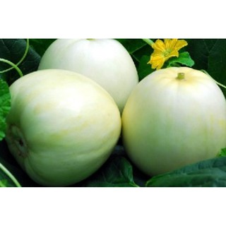 30h Hạt Giống Dưa Lê Siêu Ngọt (Cucumis melo)