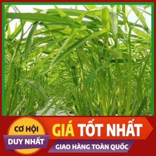 Hạt giống rau Muống Lá Tre