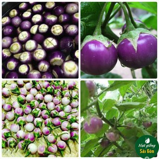 Hạt Giống Cà Pháo Tím