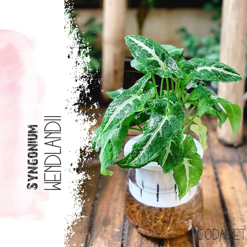 Chậu cây Syngonium wendlandii (Trầu Bà Nhung Sọc Trắng) thuỷ sinh (rễ cây 100% là rễ nước)