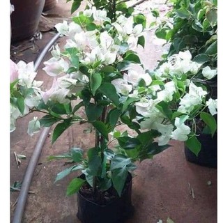 Cây hoa giấy Trắng tuyết Thái Lan