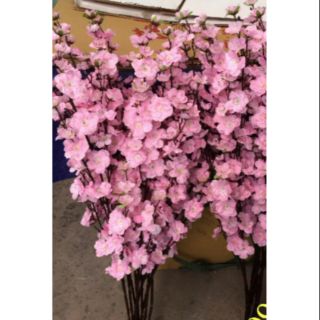 1 cành Hoa anh đào siêu đẹp màu hồng phai