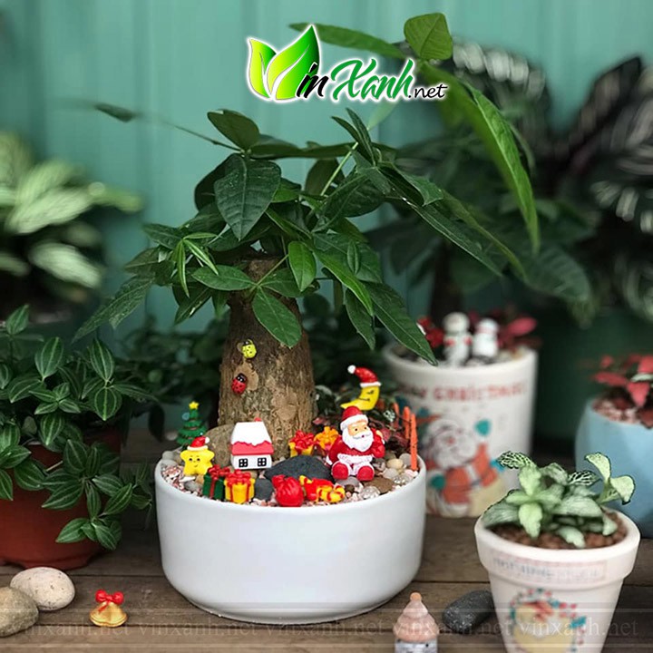 Chậu Sứ Trồng Cây Cảnh Mini, Sen đá, Xương rồng, Tiểu Cảnh Terrarium Hình Trụ Thấp