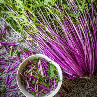 Hạt giống Cải Đuôi Phụng Tím - Mizuna tím Nhật Bản