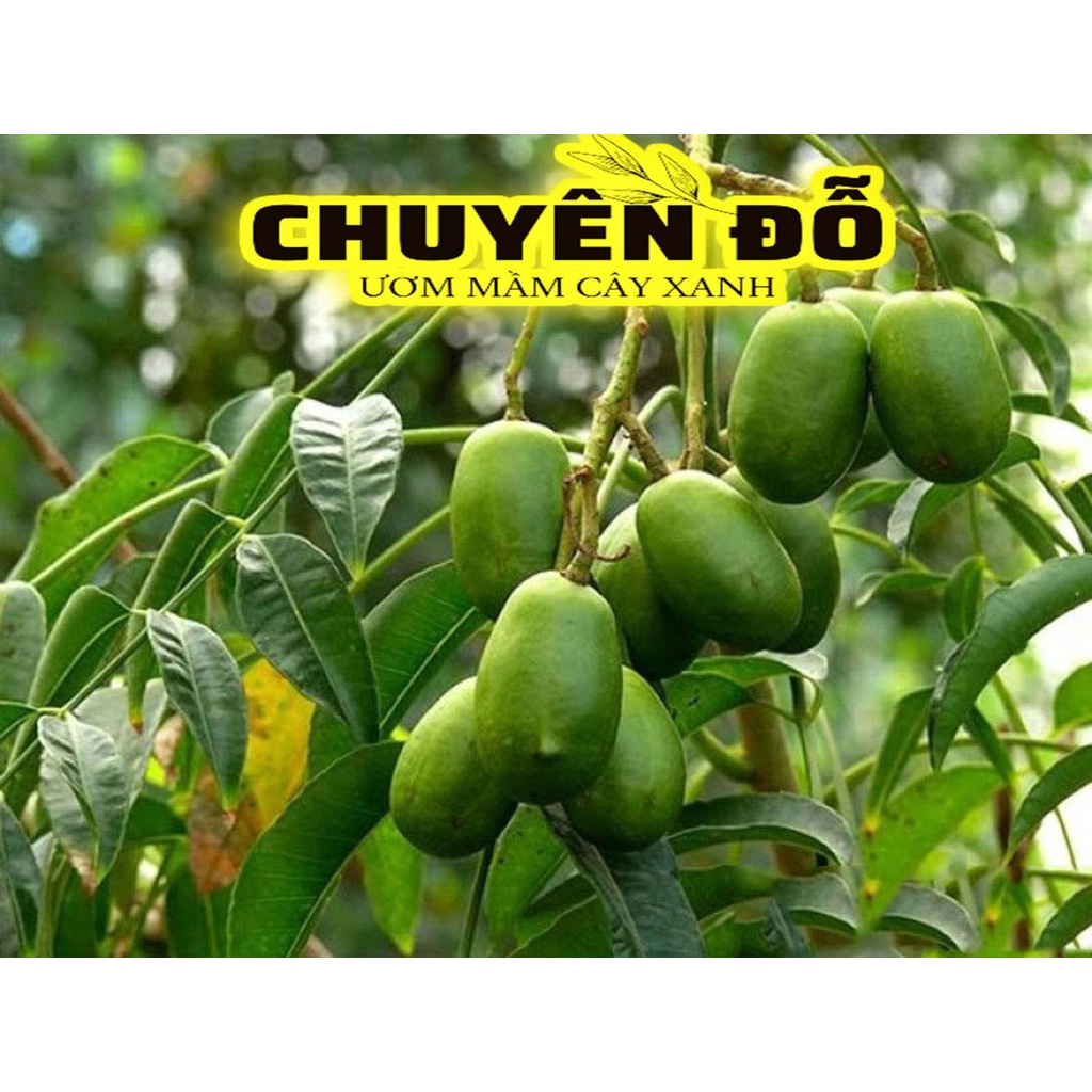 CÂY CÓC THÁI LÙN ĐANG CÓ HOA