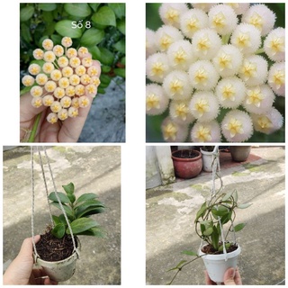 Cẩm cù giống hoa vàng Obscura và Lacunora trắng