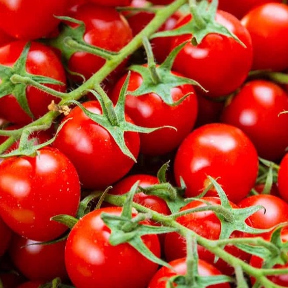 50 Hạt giống Cà chua bi đỏ lai F1 ALPHA Ấn Độ - Cà chua Cherry - Cà chua chuỗi ngọc bổ dưỡng dễ trồng