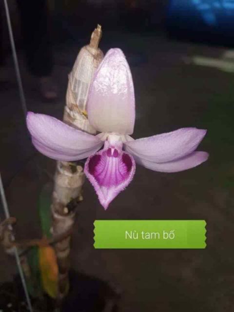 Phong lan di linh nù tam bố