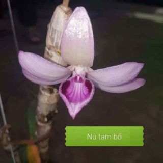 Phong lan di linh nù tam bố