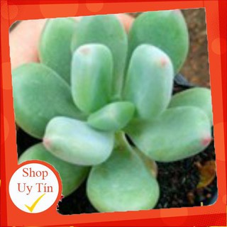 sen đá sen sỏi xanh🍏 |FREESHIP| 🔥 XỨ NÓNG, ĐÃ THUẦN KHÍ HẬU, KHOẺ ĐẸP 🍏 LỖI 1 ĐỔI 1