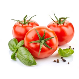 CÀ CHUA Đà Lạt 26k/kg